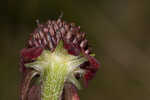 Grassleaf coneflower